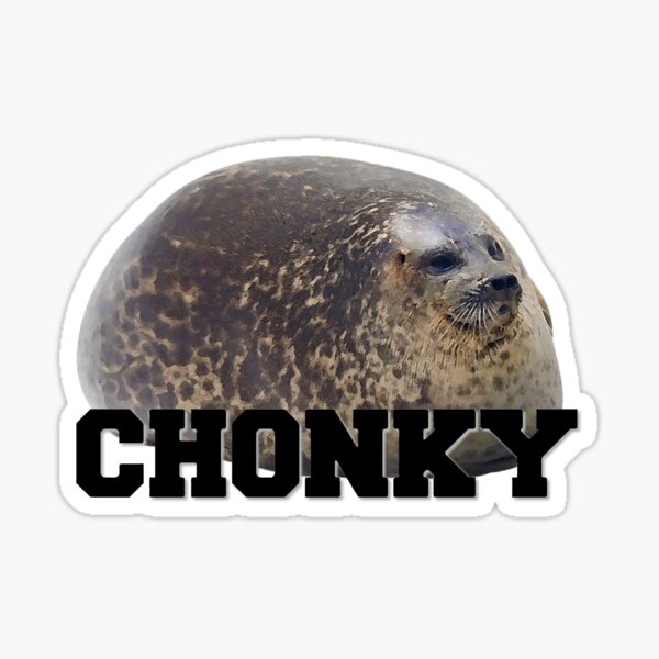 a chonky seal