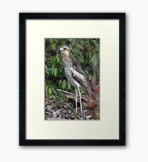 Bush Thick-knee Framed Print
