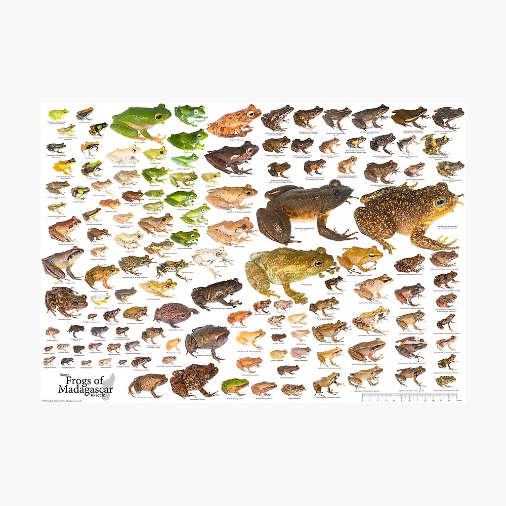 Some Frogs of Madagascar to Scale, Version 1.0 Photographic Print