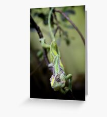 Chameleon Greeting Card