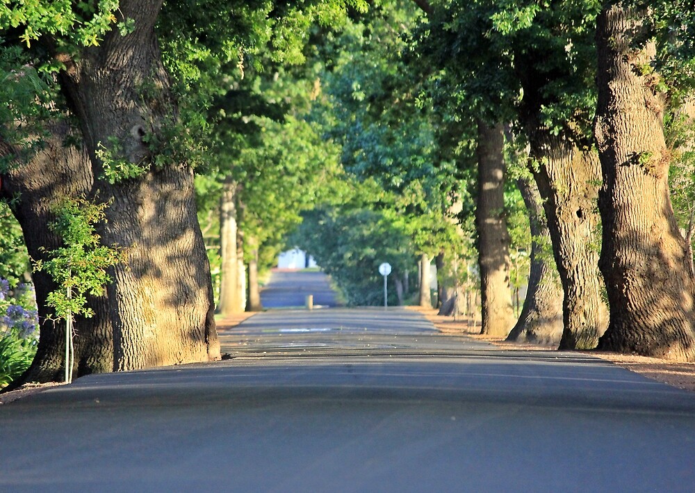 "Ancient oak trees road to Vergelegen wine farm, South Africa" by