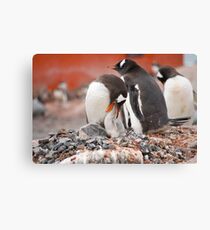 Gentoo Penguins nesting in Antarctica Leinwanddruck