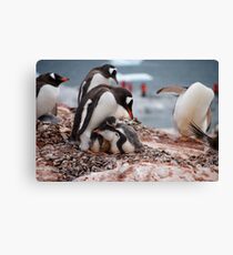 Gentoo penguin chicks sheltering - Antarctica Leinwanddruck