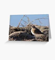 Killdeer Greeting Card