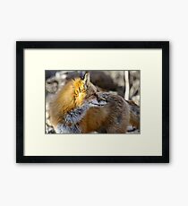 On The Lookout Framed Print