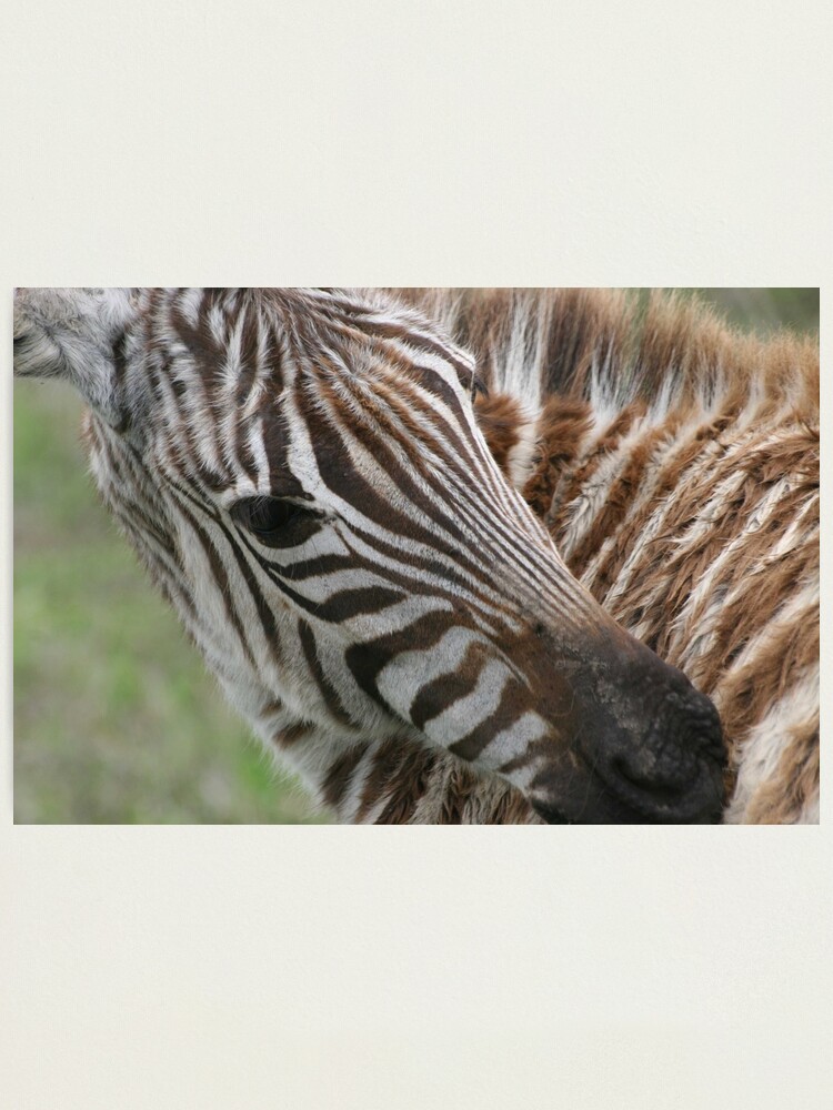 Alternate view of Zebra`s Stripes Photographic Print