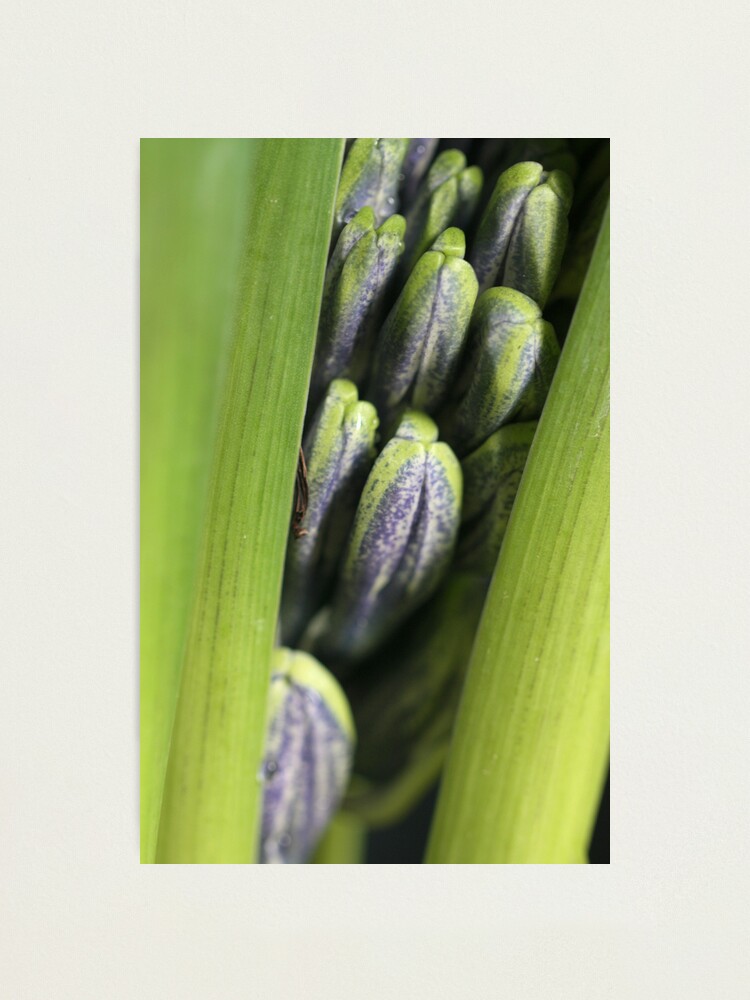 Alternate view of blooming power Photographic Print
