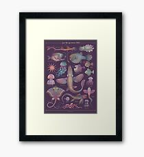 Sea life specimens III Framed Print