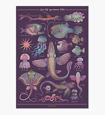 Sea life specimens III Photographic Print