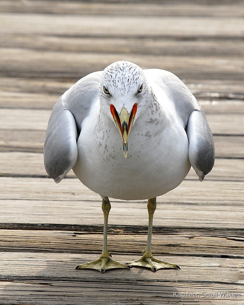 The Angry Seagull By Kathleen Small Wilkie Redbubble