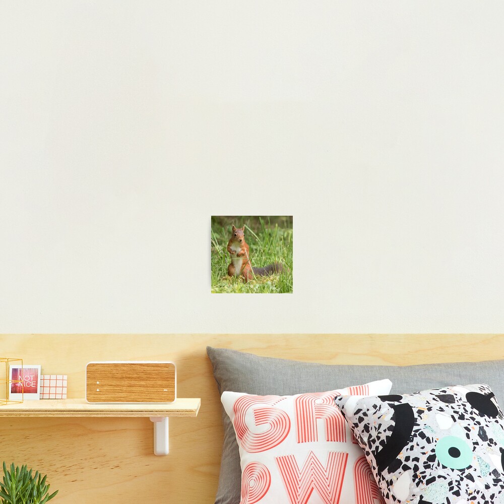Squirrel in the grass Photographic Print
