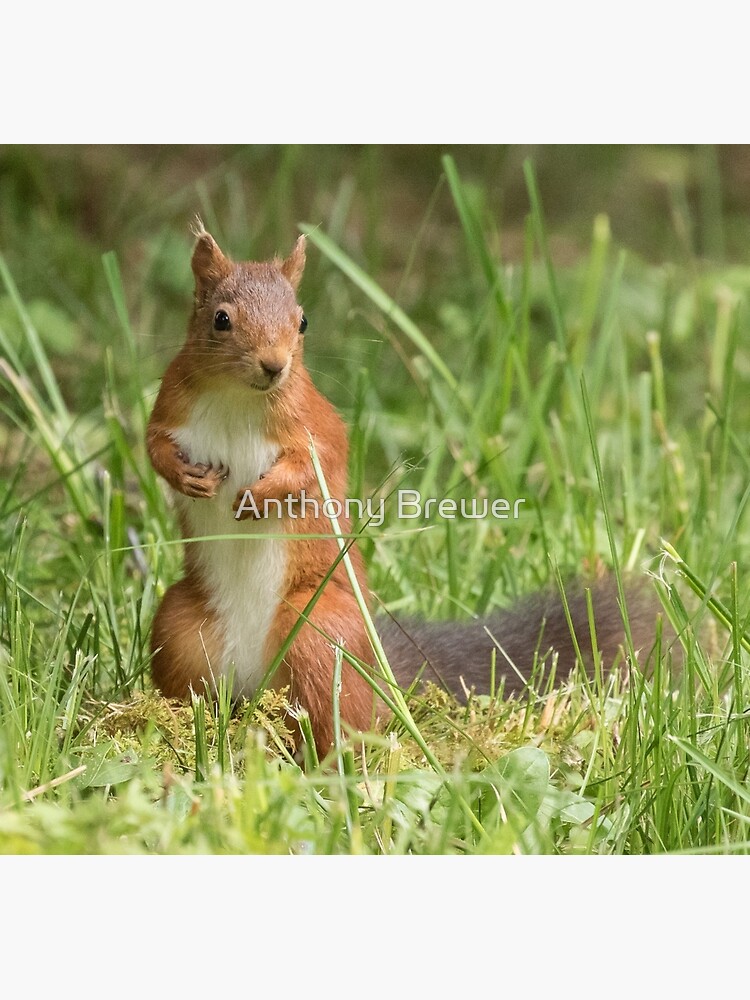 Squirrel in the grass by dailyanimals