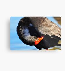 Just Powdering my Nose!! Metal Print