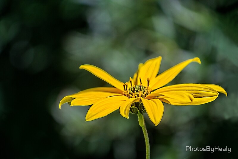 Jerusalem artichoke by Photos by Healy