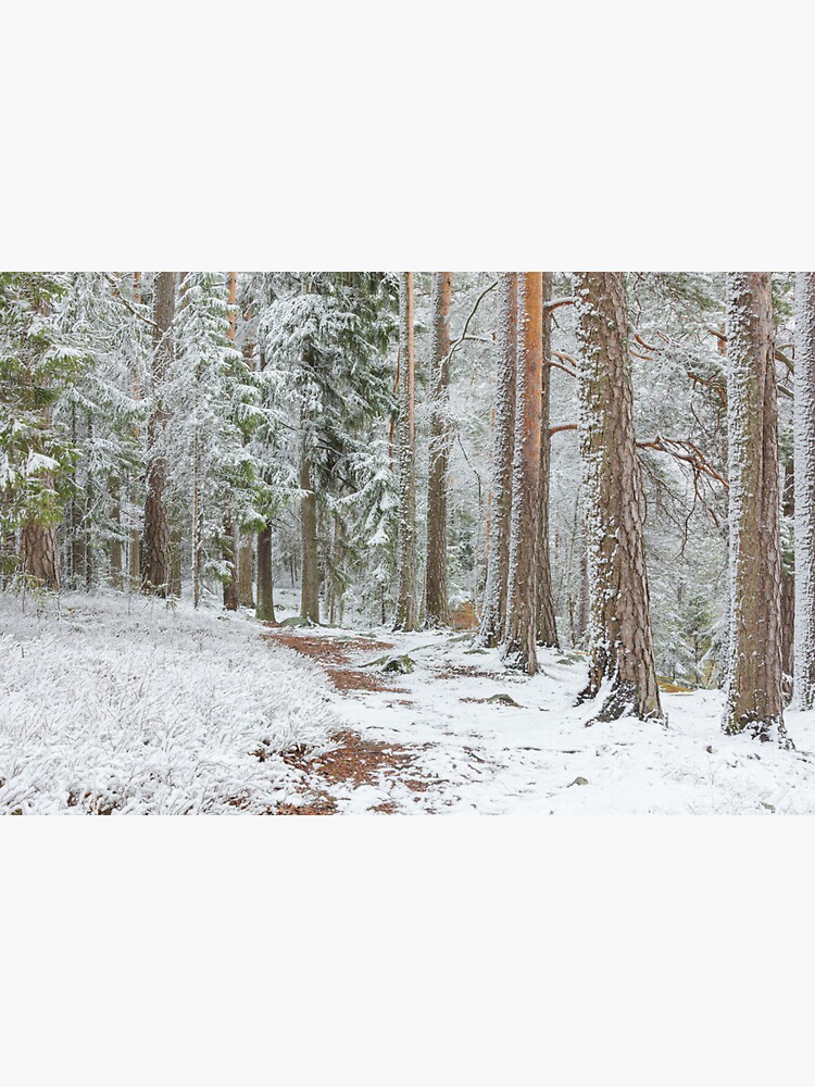 Beautiful serene winter forest landscape by Juhku