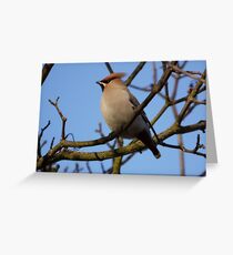 Wonderful Waxwing Greeting Card