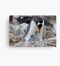 Gentoo Penguin feeding chick in Antarctica Leinwanddruck