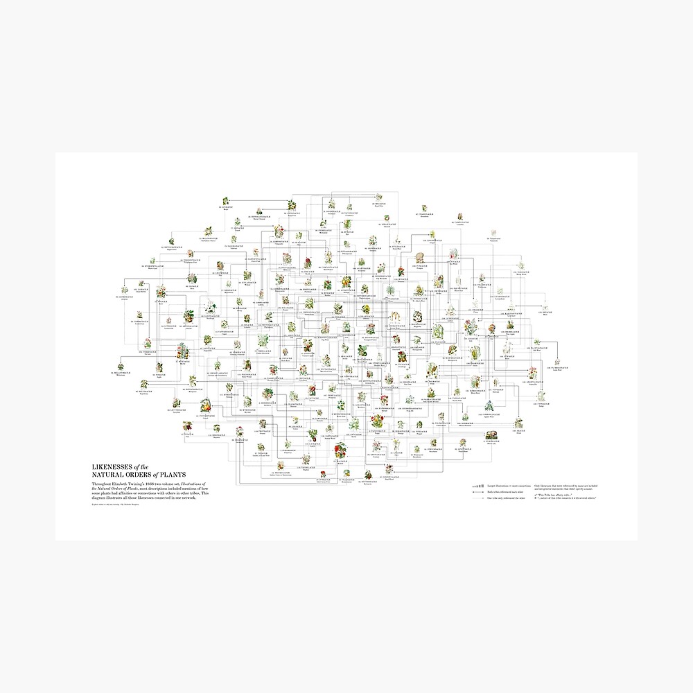 Elizabeth Twining - Likenesses Photographic Print