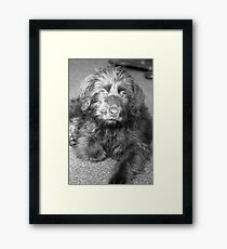 Mulligan Framed Print