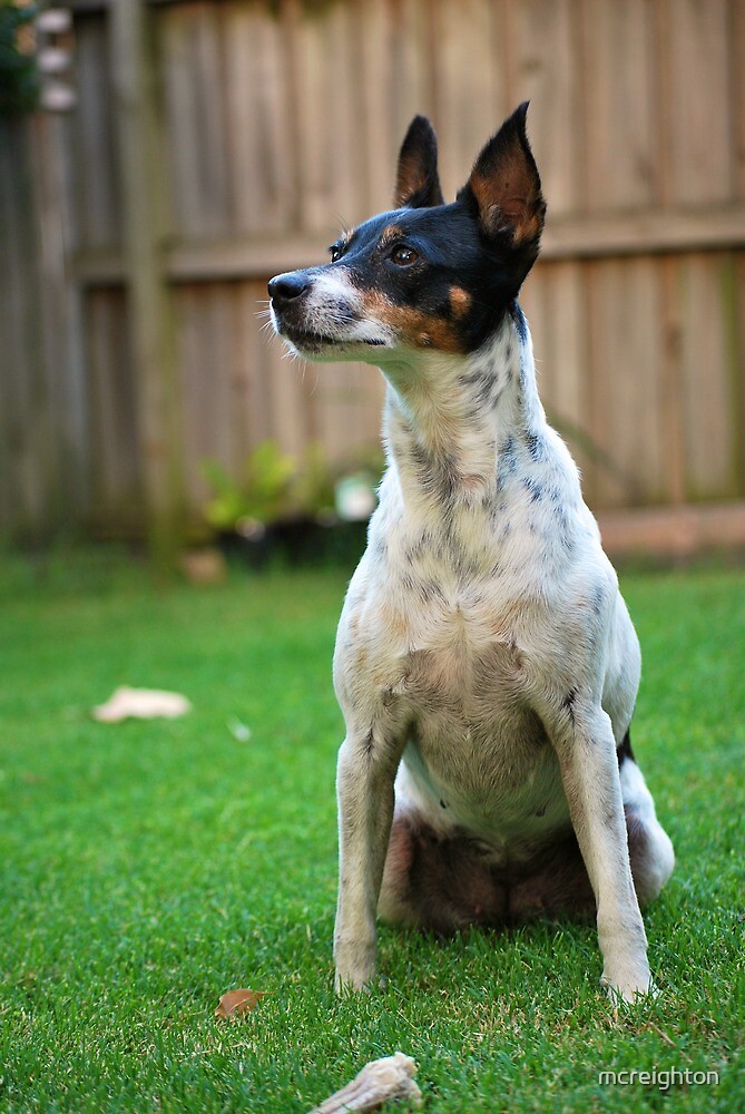 fox terrier x
