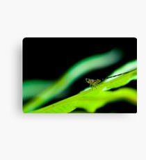 Leafhopper Nymph II Canvas Print