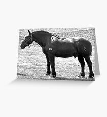 Percheron Stud Greeting Card