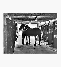 Undressing In The Barn Photographic Print
