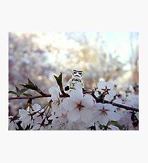 Lego Stormtrooper X Cherry Blossoms Photographic Print