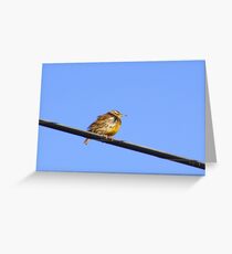 Meadowlark Greeting Card