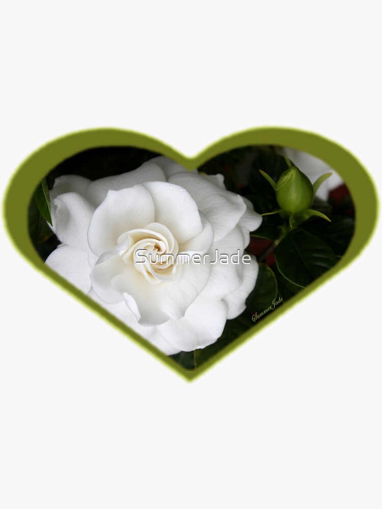 Romantic Night ~ Scent of Gardenias by SummerJade