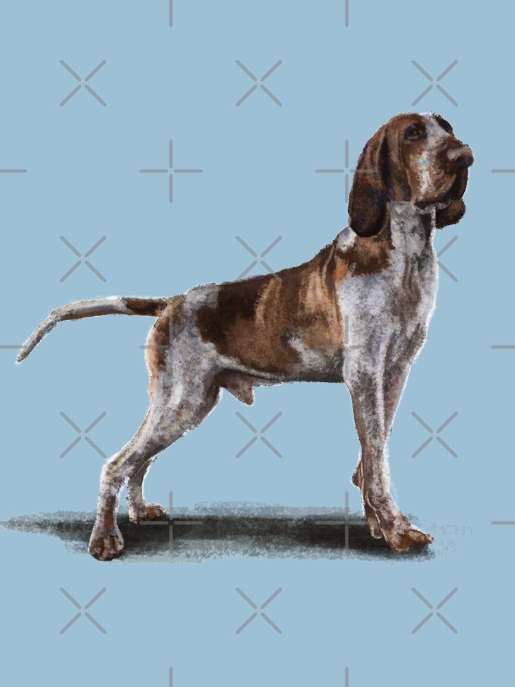 The Bracco Italiano by elspethrose