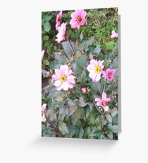 Pink Beauty Greeting Card