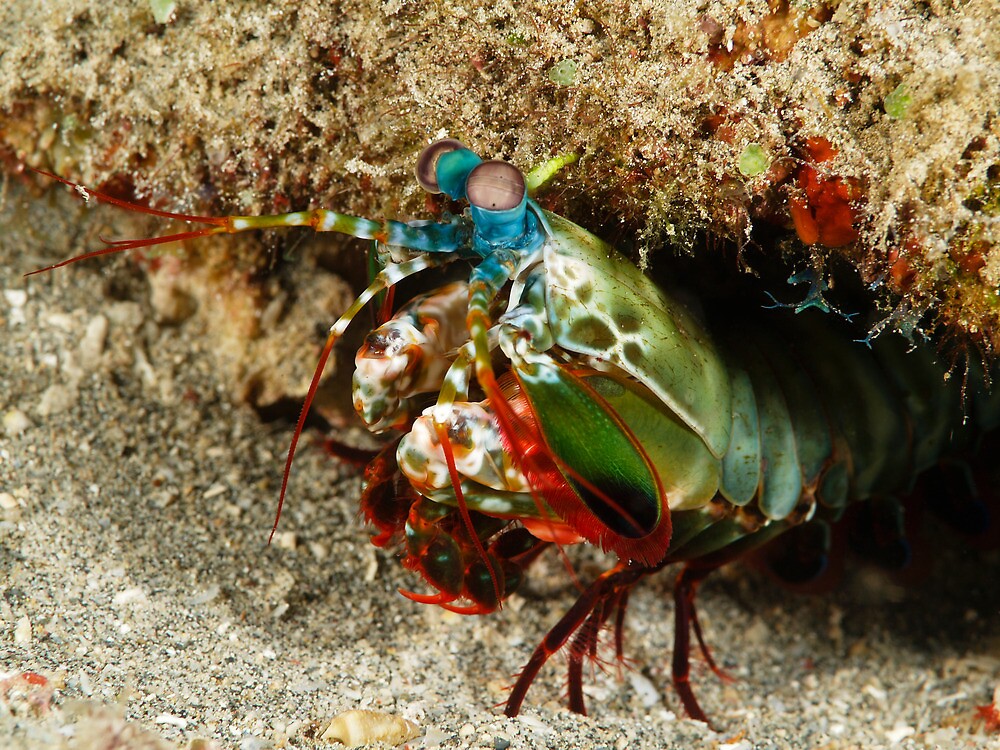 Download "peacock mantis shrimp - onondactylus chiragra" by ...