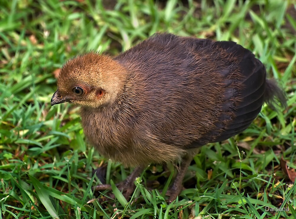 "Australian Brushturkey Chick" by Tony Steinberg Redbubble