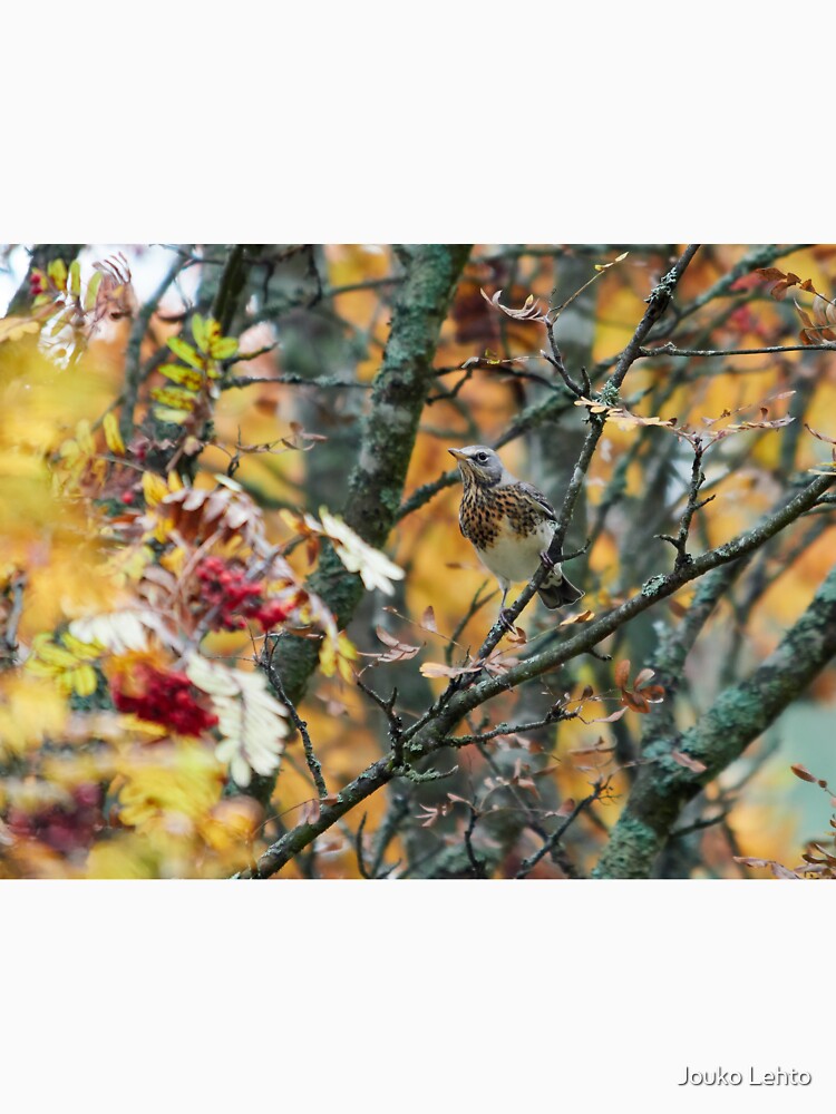 Fieldfare fall by JoukoKLehto