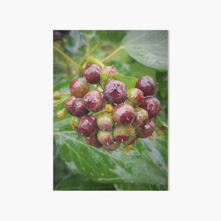 ivy fruits Art Board Print