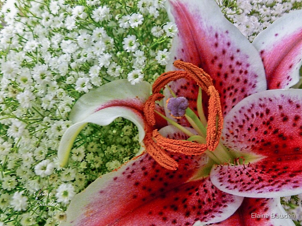 "PINK LILIES WITH BABY BREATH" by Elaine Bawden Redbubble