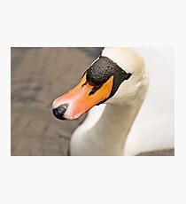 Swan Photographic Print