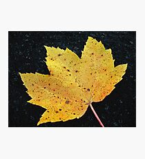 Fallen Photographic Print