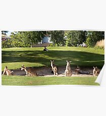 Kangaroos on the golf course Poster