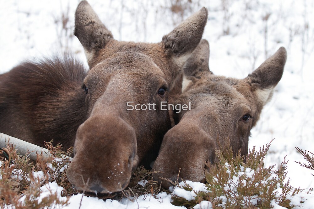 "Christmas Moose" by Scott Engel  Redbubble