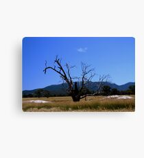 mount william Canvas Print