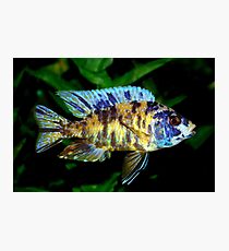 AULONOCARA CICHLIDS Photographic Print
