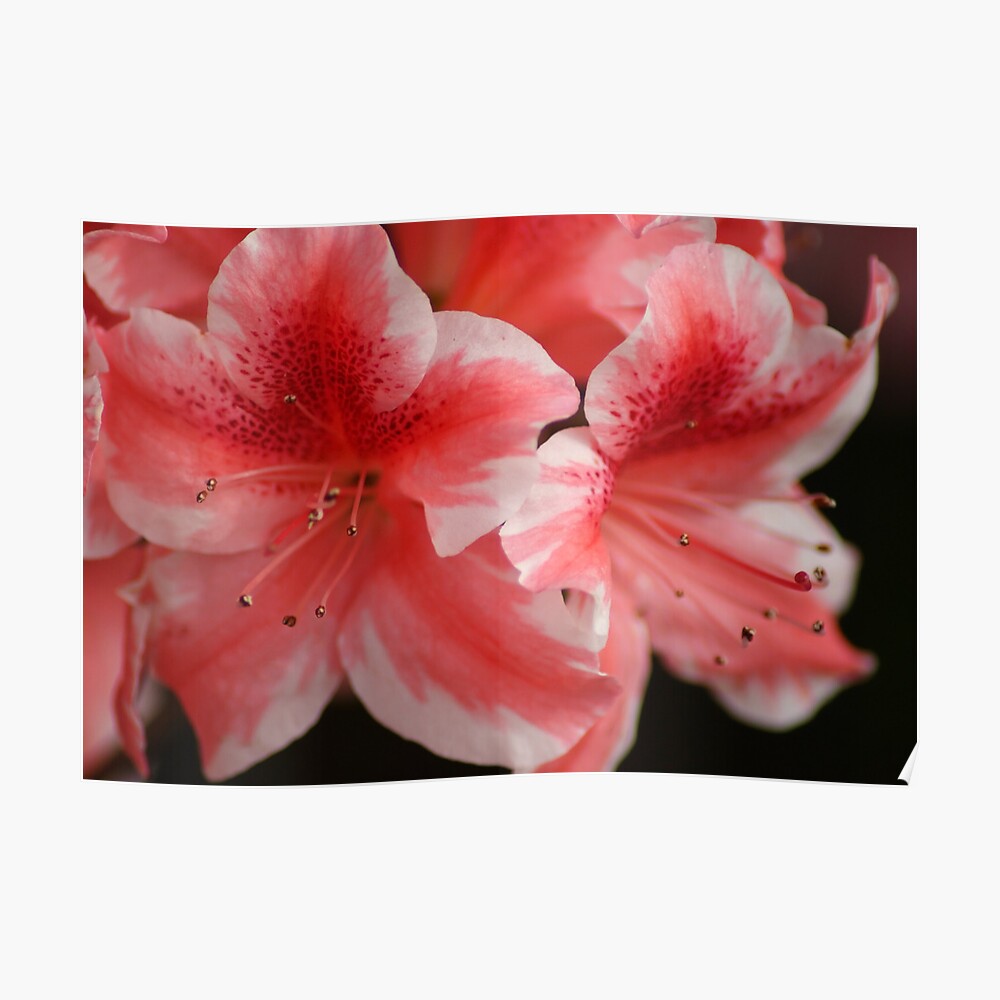 "Candy Cane Azaleas" Poster by crystalseye Redbubble
