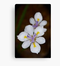 Playful Dietes Canvas Print