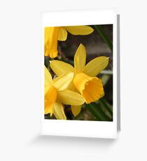 Spring Daffies Greeting Card