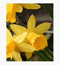 Spring Daffies Photographic Print
