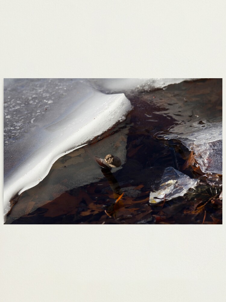 Alternate view of Ice, Branch and Leaves Photographic Print