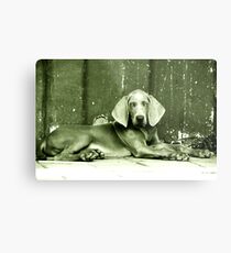 Diego Metal Print
