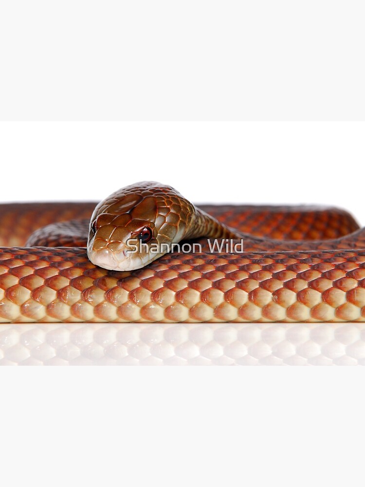 Mulga or King Brown Snake (Pseudechis australis) by ShannonPlummer